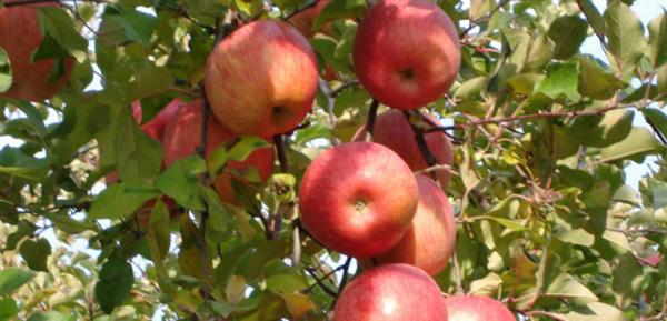 群丰果品宜川苹果新鲜红富士苹果批发自产自销无公害绿色苹果80